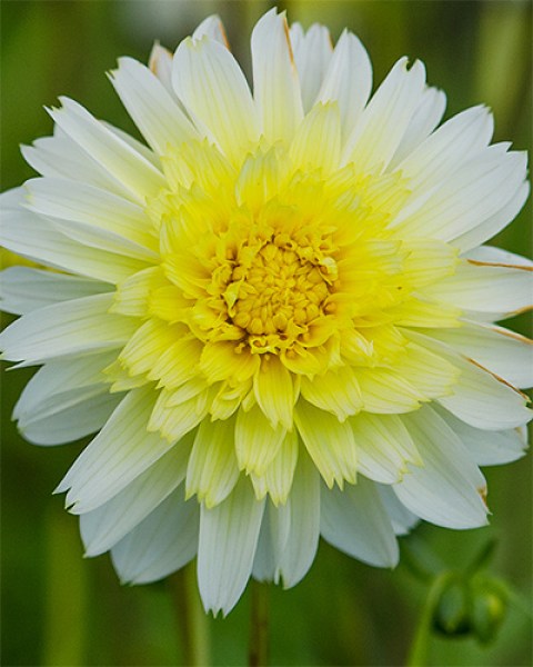 Dahlia Paso Doble